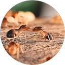 Termites et Cie profile picture